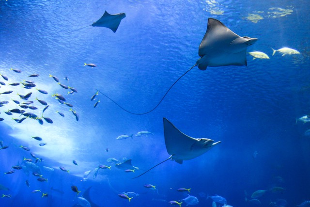 aquariums