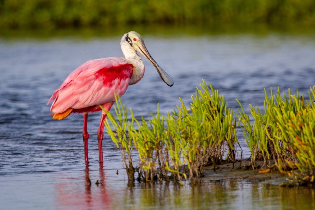 conservation,_nature_and_wildlife_areas