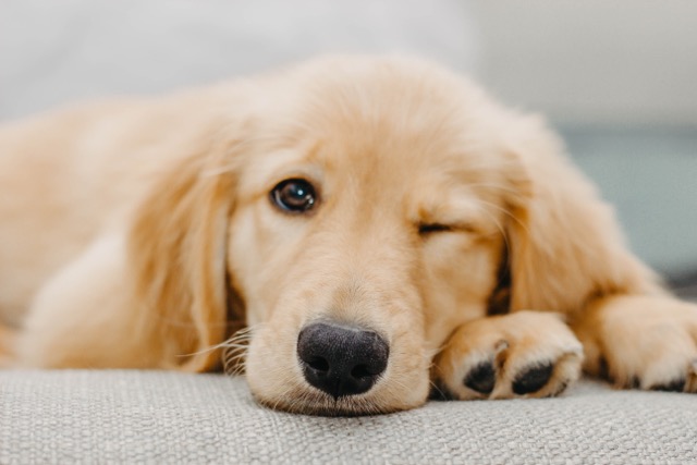 pet-friendly_places_and_activities