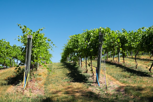 wineries_and_wine_tastings